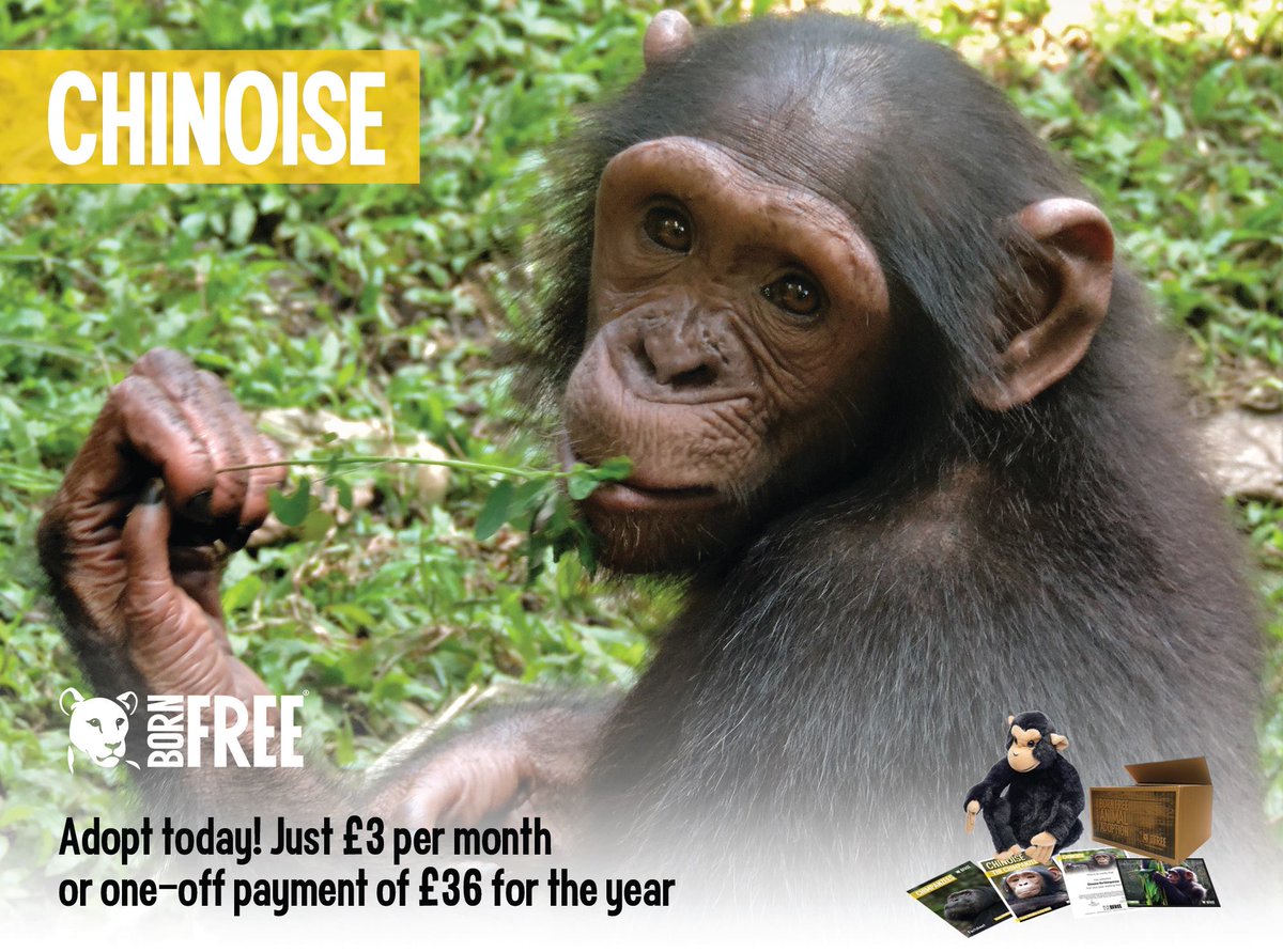 GiselleHuerta16's tweet photo. @BornFreeFDN motto is #KeepWildlifeInTheWild and they are doing that for chimpanzees and many other animals! They fund vital research that monitors chimpanzee population, while also campaign against illegal bushmeat trade, encourage forest protection and much more! #39canimals https://t.co/43g2Cbmbje