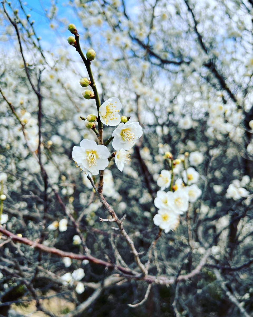natchang_m's tweet photo. 散歩で見つけた春のかけら。
春はもうすぐそこ。

#春 #spring #花 #flower #桜 #梅 #春の花 #花の写真 #春の訪れ #自然 #自然が好き https://t.co/futSfGDF7z