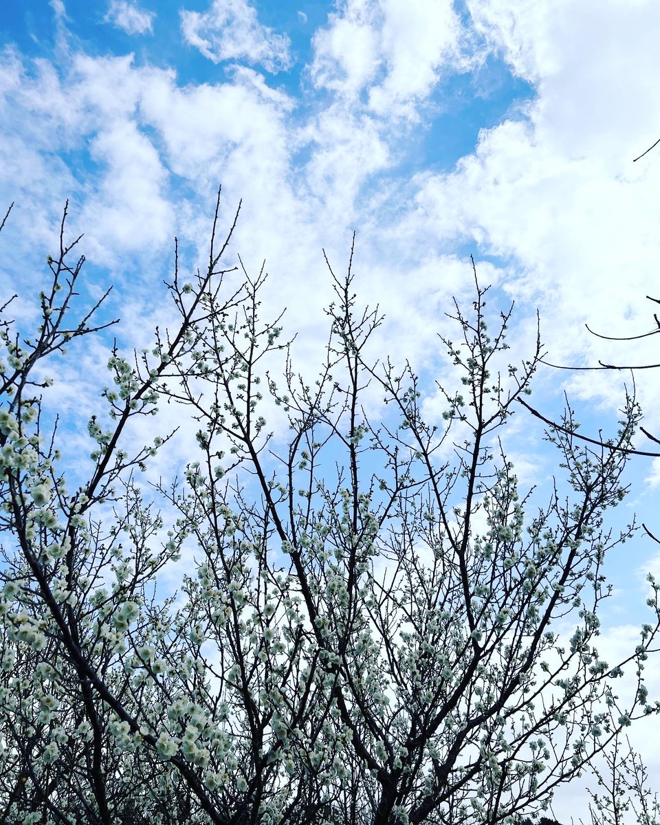 natchang_m's tweet photo. 散歩で見つけた春のかけら。
春はもうすぐそこ。

#春 #spring #花 #flower #桜 #梅 #春の花 #花の写真 #春の訪れ #自然 #自然が好き https://t.co/futSfGDF7z