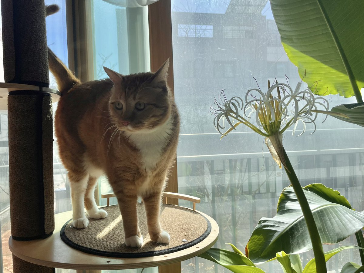 ArtistJoyJo's tweet photo. 우리 늠름한 둘째 호랭이와 만개한 문주란 🐈🌿🌼 So cute and precious creatures on earth! 🥰
@Bug4city @vane4fi #bugcity #catandflower #CatsOnTwitter #FlowerReport https://t.co/GkfFjF7Axm