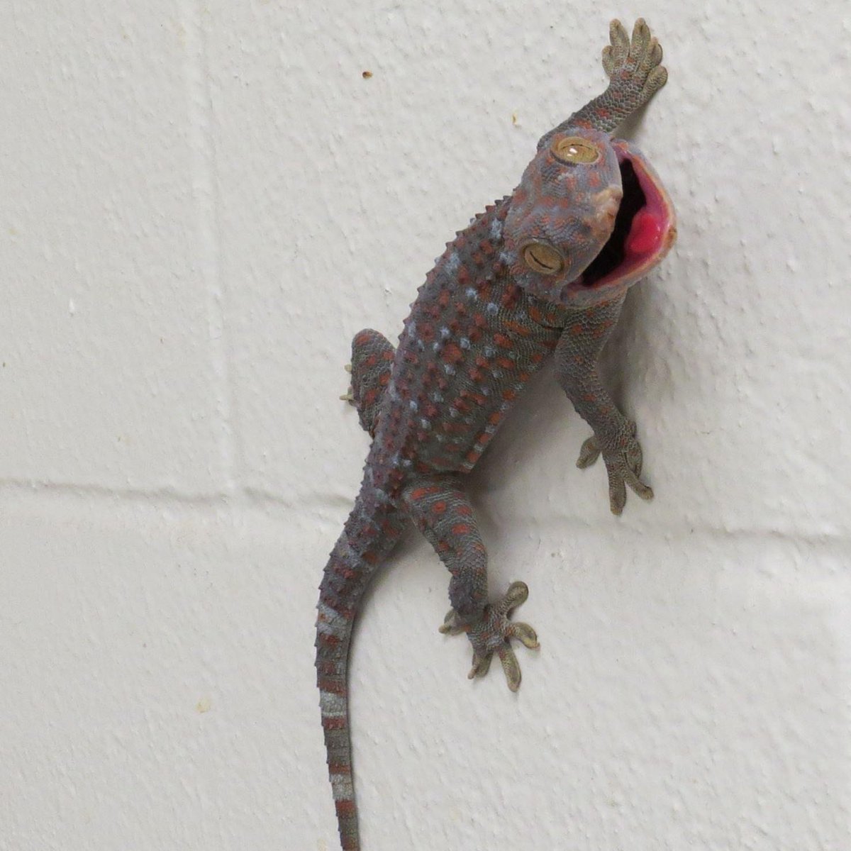 Our Integrated Pest Management specialist needs your help! We have 5 days to go and halfway to our fundraising goal of $15,000 to hire him some undergraduate help conserving our collections. Don’t worry, our Tokay Gecko eats the bugs so we don’t have to. 

hornraiser.utexas.edu/texasvertpaleo