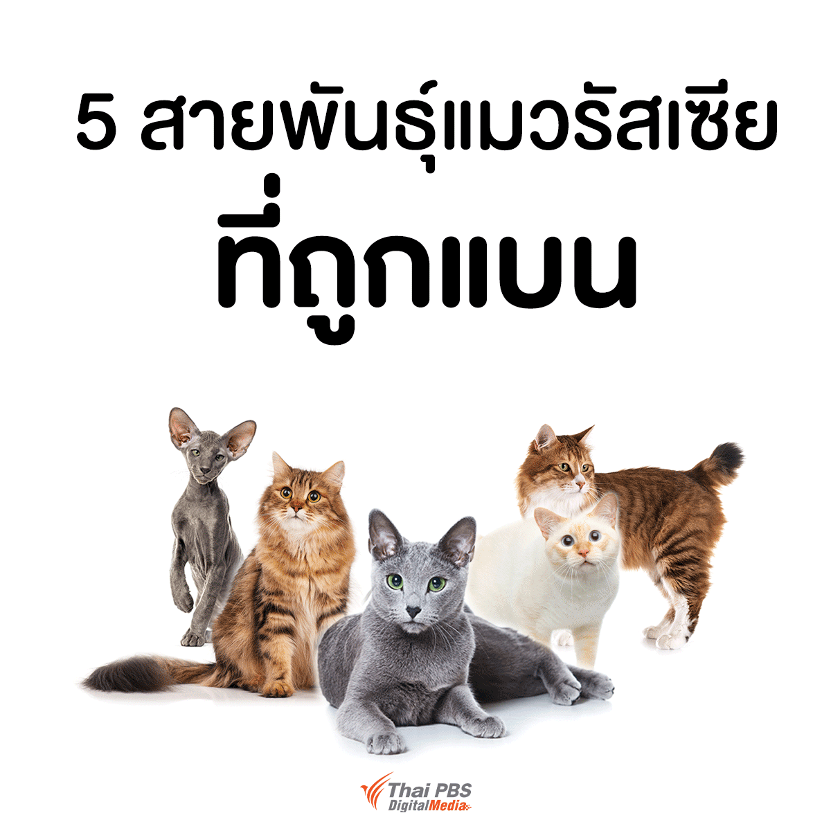 Thai PBS on X: Thai Pbs On X:
