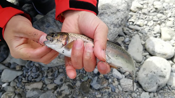 フレンズが釣った魚 
