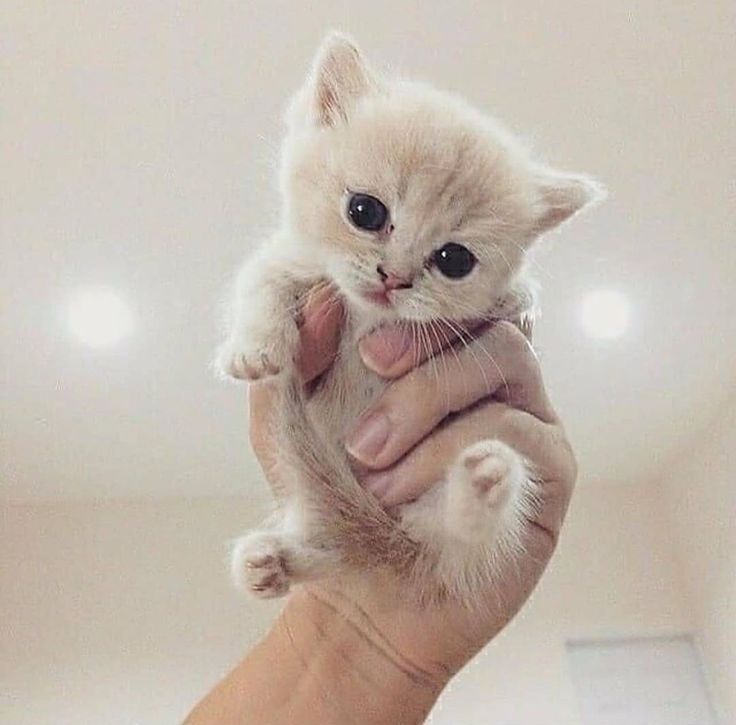 officialvidplex's tweet photo. Isn't it Cute ☺️
#cute #pet #Trending #vidplex_official https://t.co/r3JUgNrMN2