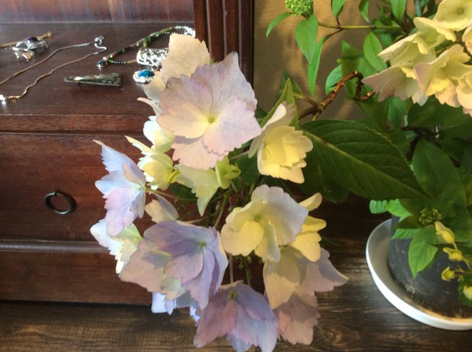 冬紫陽花のtwitterイラスト検索結果