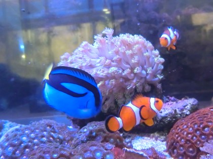 ドリー Twitter Search Twitter