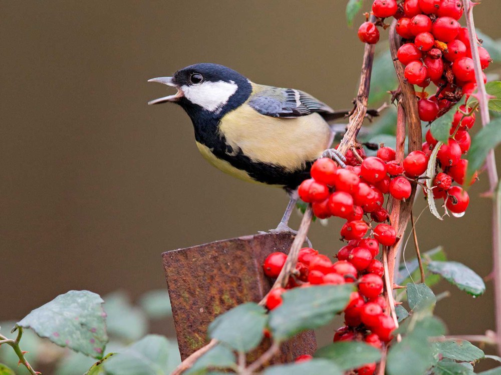 CaraSantaMaria's tweet photo. Do birds have language? Scientists find some parallels with human speech. 🕊🎶

#HumanSpeech #SongBirds #Birds #Communication #Language #AnimalLanguage 

https://t.co/XYw1ziv7Qx https://t.co/Dd4T4yQzlB
