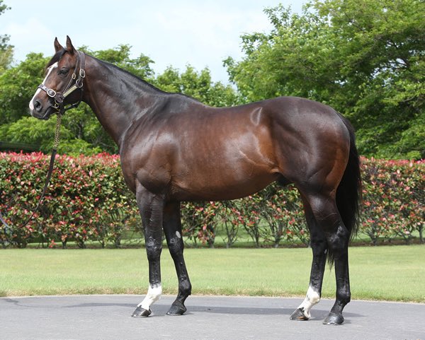 buyanom's tweet photo. A nomination to 🟣 SHOWCASING 🟣 is available.

> Leading British Sire of 2yo winners in  Europe in 2021. inc. Gr2 Richmond Stakes winner Asymmetric.

> Sire of two Gr1 Commonwealth Cup winners.

> Yearlings in 2021 sold for 450,000gns, 300,000gns, €300,000 etc.

@WhitsburyManor https://t.co/XVnU3QaoJD
