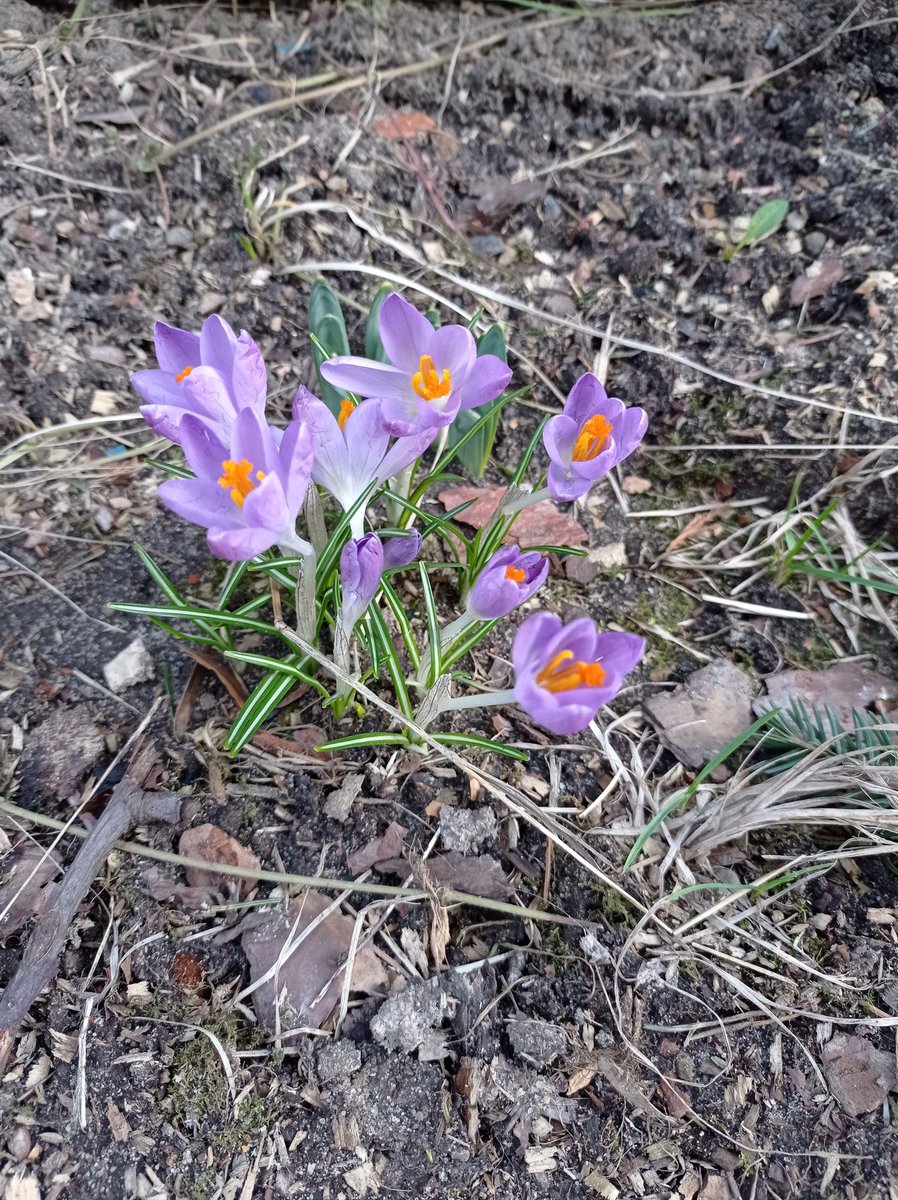 danuta_q's tweet photo. Kwiatki wiosny...spokojnego dnia https://t.co/dpexKMfL7N