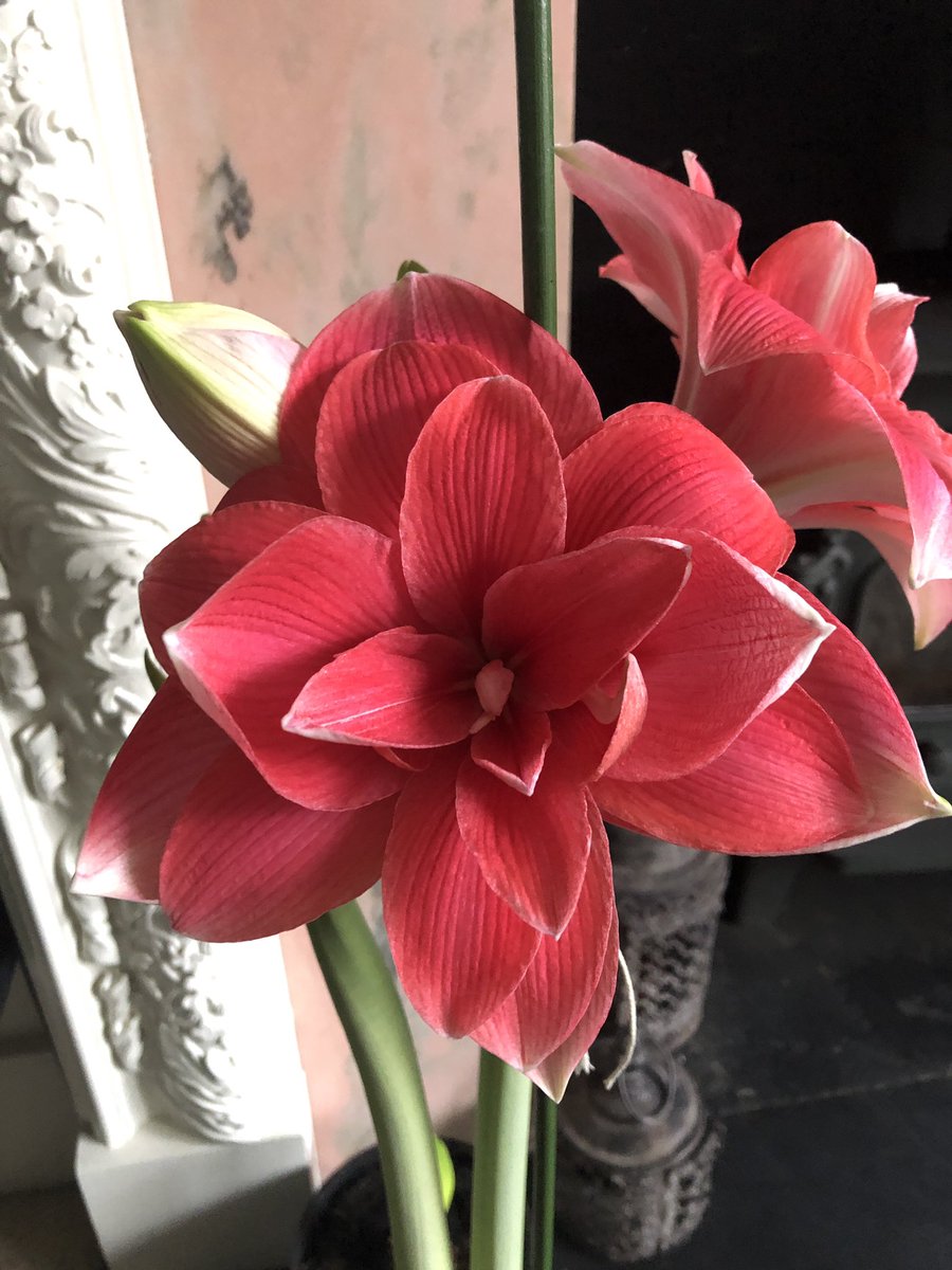 I am answering your gardening questions today with William <a href="/BBCRadioLincs/">BBC Lincolnshire</a> between 9-10am.
Looks like it will be a good gardening day. 👍👍👍👍
#GoodMorningEveryone #gardening #GardeningTwitter