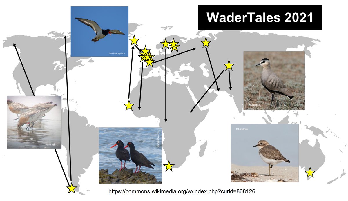 3⃣ #WaderTales blogs in 2022 HUNGRY OYSTERCATCHERS wadertales.wordpress.com/2022/01/13/whe… DISAPPEARING CURLEW SANDPIPERS wadertales.wordpress.com/2022/02/10/how… ALARM CALLS OF CHICKS wadertales.wordpress.com/2022/03/01/chi… Summary of blogs from 2021: wadertales.wordpress.com/2021/12/23/wad… #waders #shorebirds #ornithology #scicomm
