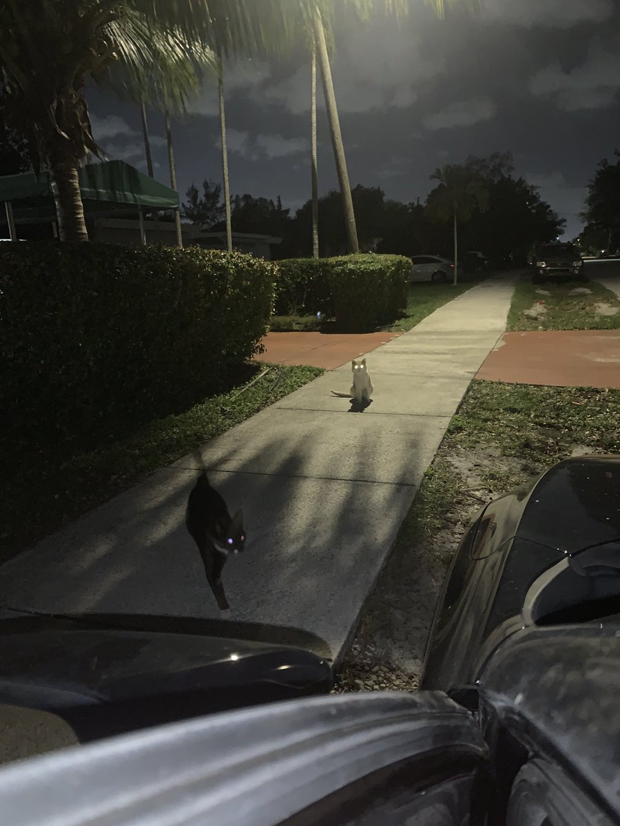 FitpupCare's tweet photo. Recent news Sam has a Gf❤️

#NewsUpdates #cat #news #CatsOnTwitter #CatsofTwittter https://t.co/ZmoKfDGyLg