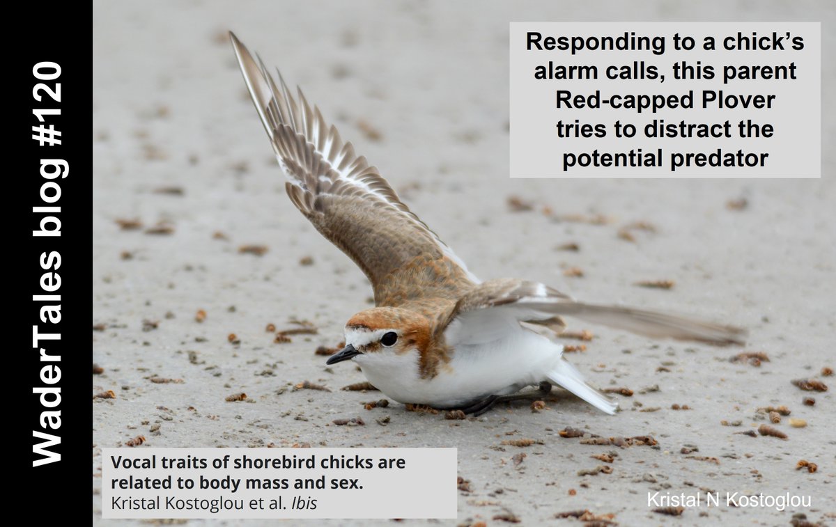 Graham Appleton tweet media