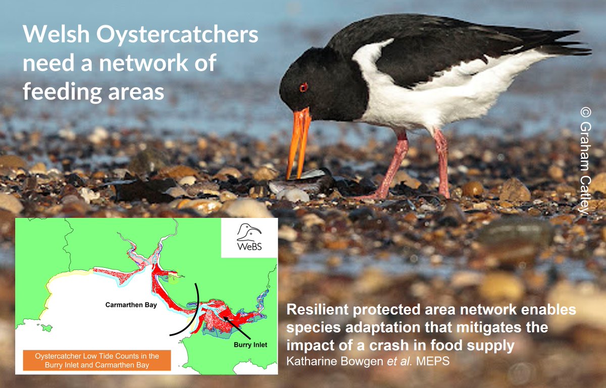 Graham Appleton tweet media