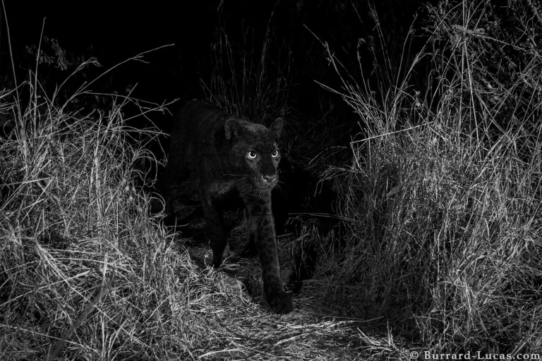 officialvidplex's tweet photo. Black and white photography 🙂💯♥️
#blackandwhitephotography #wildlifephotography #vidplex_official https://t.co/tLfScP8NnL