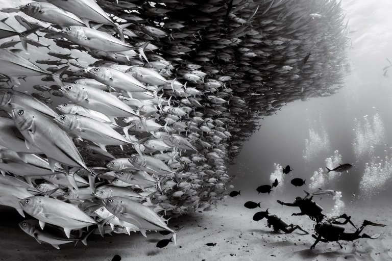 officialvidplex's tweet photo. Black and white photography 🙂💯♥️
#blackandwhitephotography #wildlifephotography #vidplex_official https://t.co/tLfScP8NnL