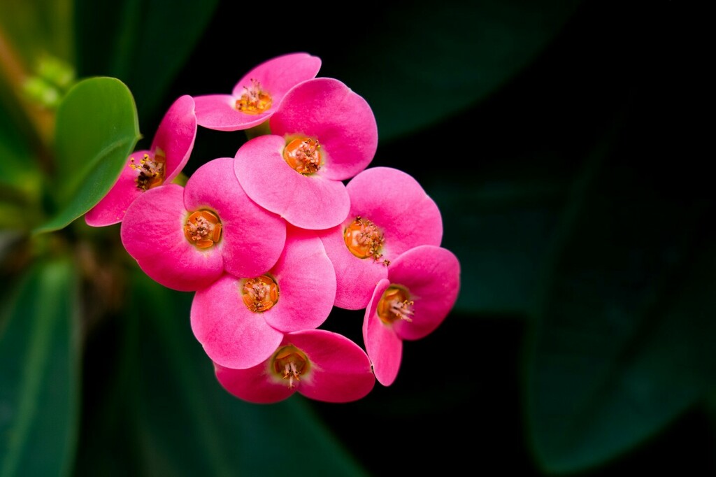 ハナキリン Twitter Search Twitter