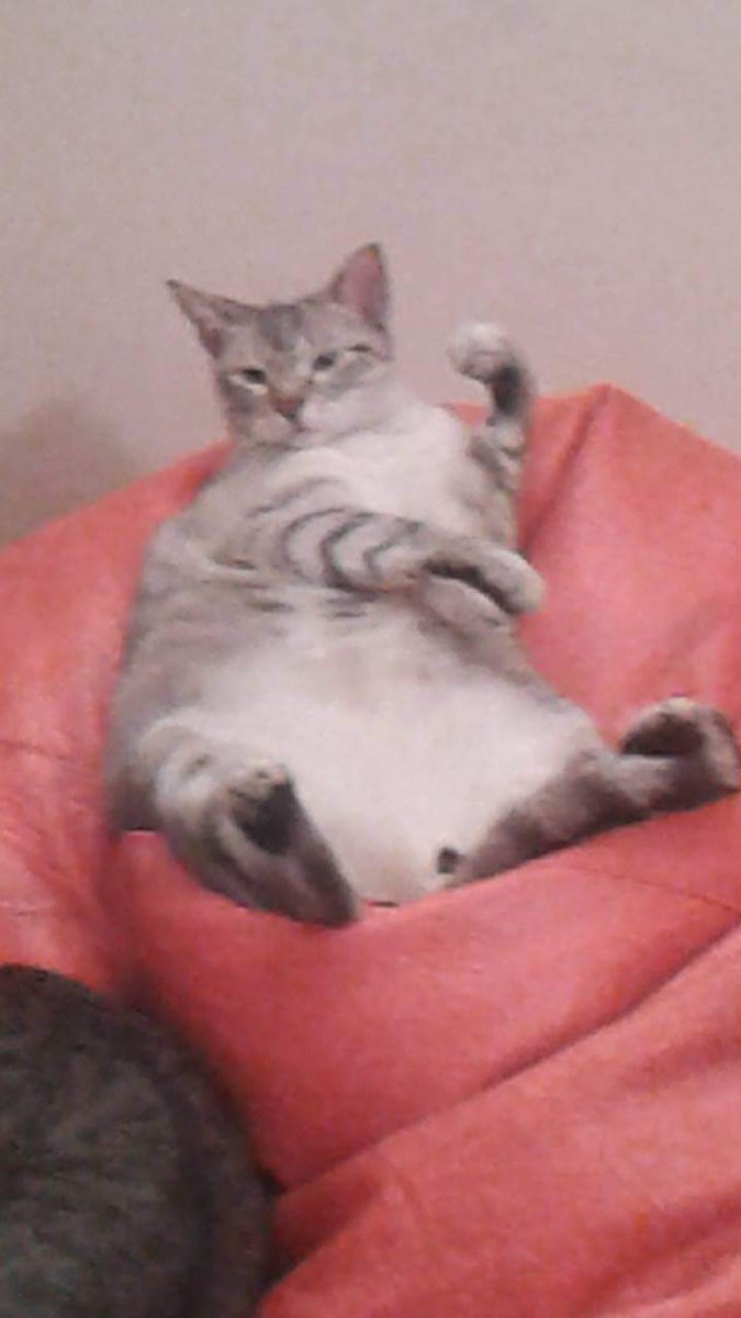 albatinto's tweet photo. @oye_polo La qualitat de la foto és nefasta, però no em direu que no té estil.
"Moc", 10kg, especialista en dormir, menjar i deixar pèl en tot tipus de superfícies. https://t.co/gRx36qkNKc