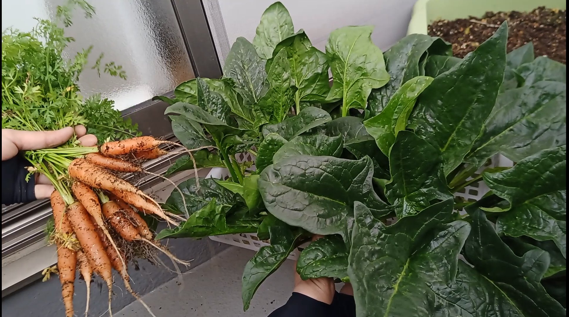 ユウ ベランダ菜園 Yuubauers Twitter