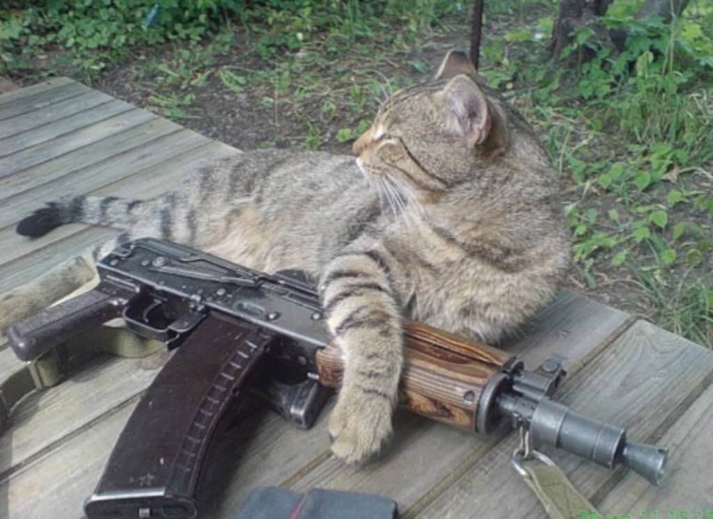 кот с оружием. котик с пулеметом. кот с рпк. кот стреляет. собака сапер.