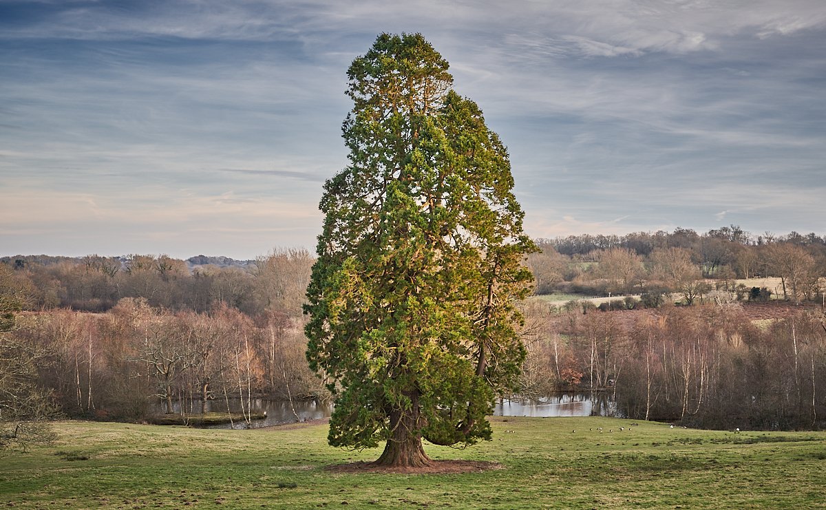 MatthewJThomas_'s tweet photo. Giant Sequoia, Buxted Park. With a girth of 8.9m it's the 28th biggest tree in #Sussex, but nowhere near the oldest - the very first Sequoia seeds were brought to the UK from California by W. Lobb in 1853. But it has a way to go to beat the General Sherman @ 24.1m! @WoodlandTrust https://t.co/2ScJZR2pCl