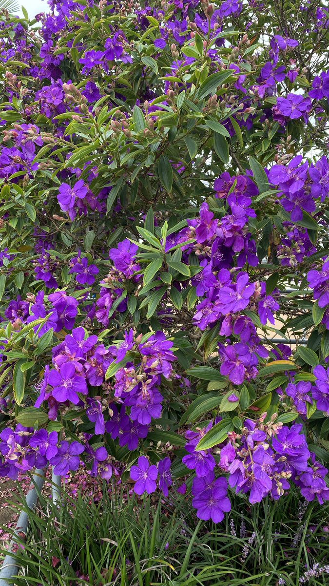 DenyseWhelan1's tweet photo. a reminder of beauty around us even in the storms, floods & rain…this purple flower I look for during March is a tibouchina & it’s known on Northern Rivers, is where I saw many yrs ago. My husband grew up in the Ballina area..this beauty spied at Wyong. #stayafe #awfultimes https://t.co/CCmKrX3ju3