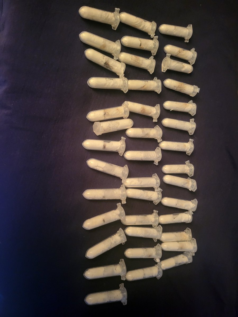 We have 40 spiders for sale