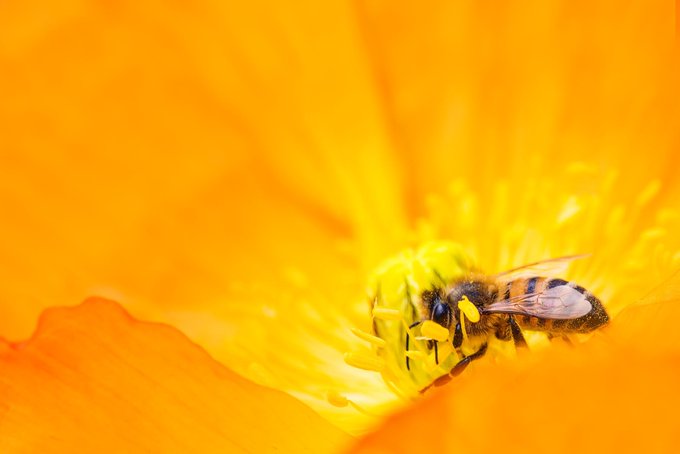 Photo of a bee on a yellow flower