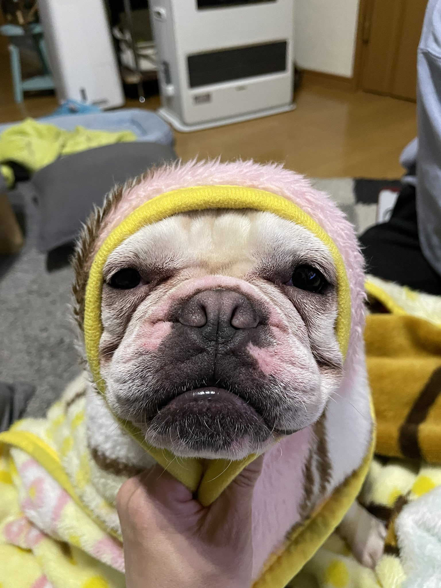 るるるる 老婆のよう フレンチブルドッグ 老婆 Buhi 犬のいる生活 T Co Tputubsrid Twitter