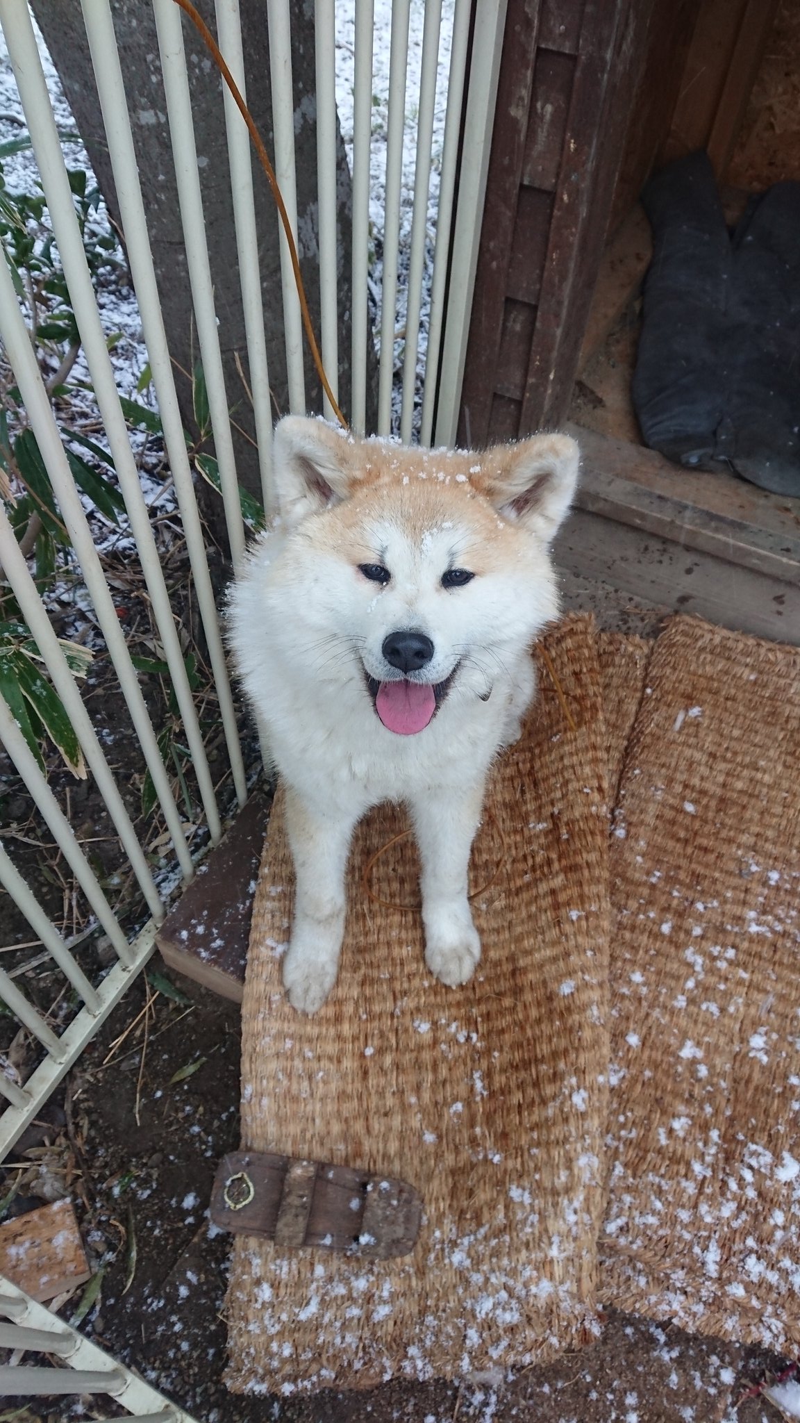 まる Iygcpseknxw4otu Twitter