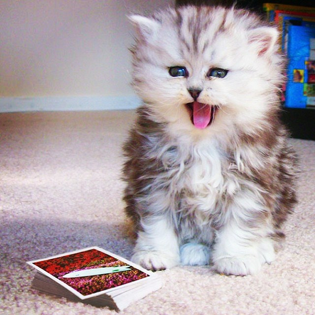 Source: flic.kr/p/nz2fuZ
Credit: Celine Nadeau