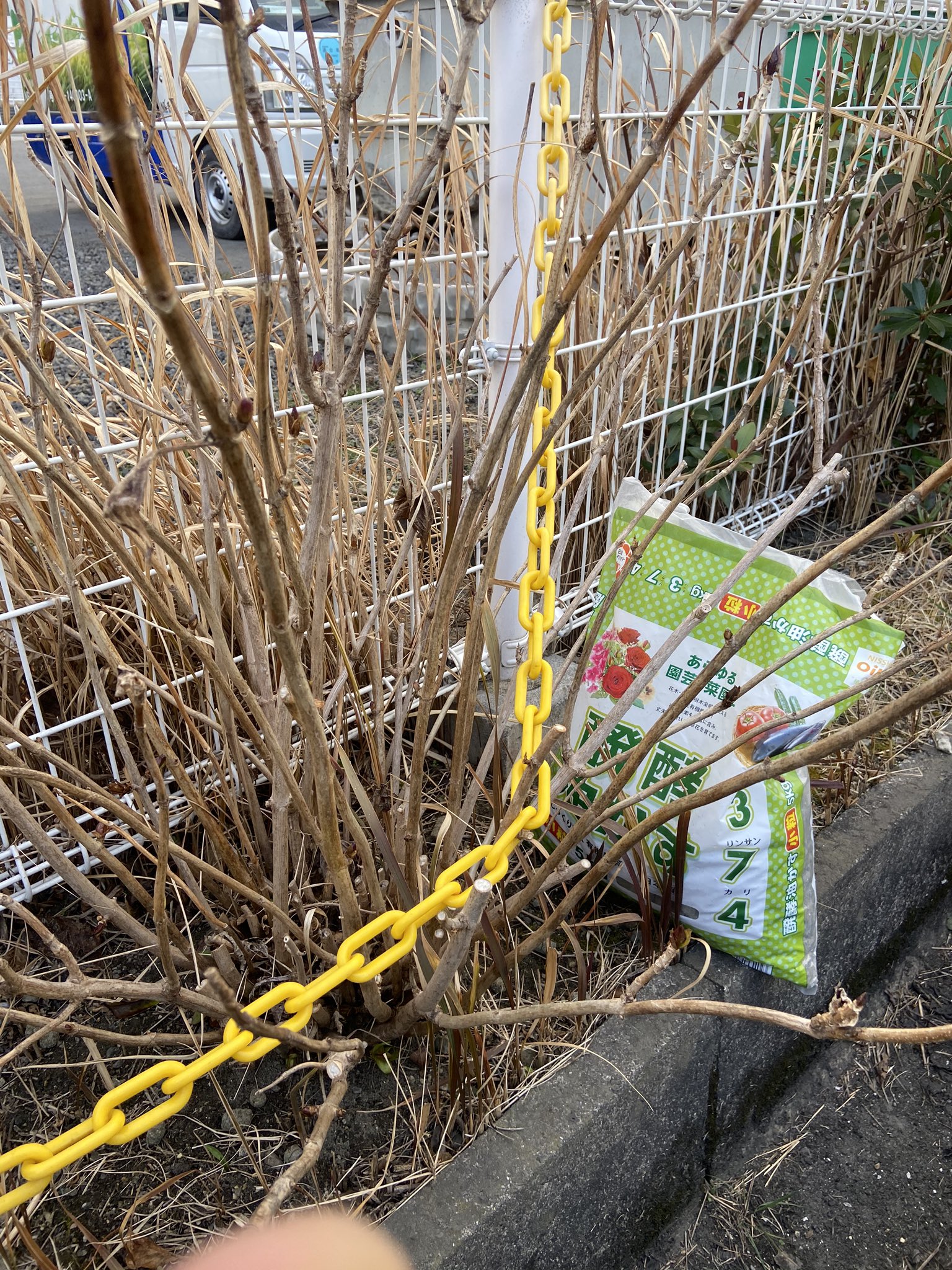 تويتر ヒデ على تويتر 紫陽花には寒肥 かんごえ が必要 とyoutubeで見て 会社の紫陽花に 雪ぐ散らつく中 15分程作業を まだ枝の先に新芽がやっと出始めたばかりの紫陽花達に発酵油カスを T Co Qnredzbypf