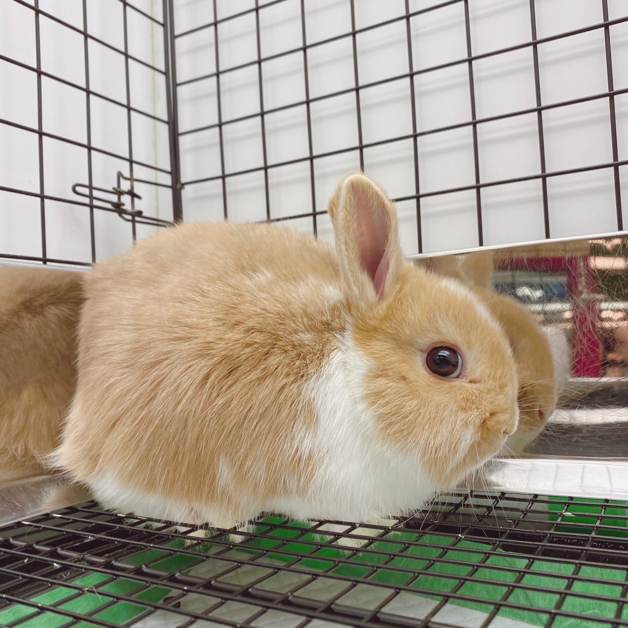 うさぎのしっぽ恵比寿店 Sippo Ebisu Twitter