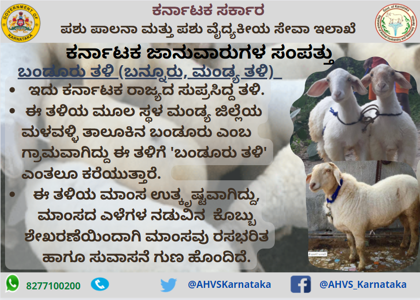 AHVS_Karnataka's tweet photo. ಕರ್ನಾಟಕ ಜಾನುವಾರುಗಳ ಸಂಪತ್ತು - ಬಂಡೂರು ತಳಿ (ಬನ್ನೂರು, ಮಂಡ್ಯ ತಳಿ)

#Sheepbreed #Bandoor #Bannur https://t.co/YLv4Sc8QR9
