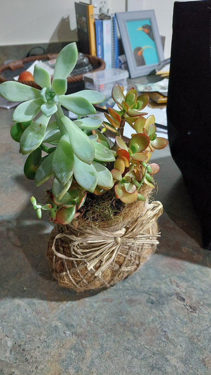 Tarryntino's tweet photo. A belated birthday gift from my aunty & uncle ππ #PlantLyfe https://t.co/IE9p3j3Zx7