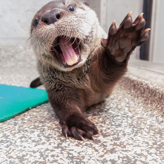 La Loutre Roliste Laloutreroliste Twitter