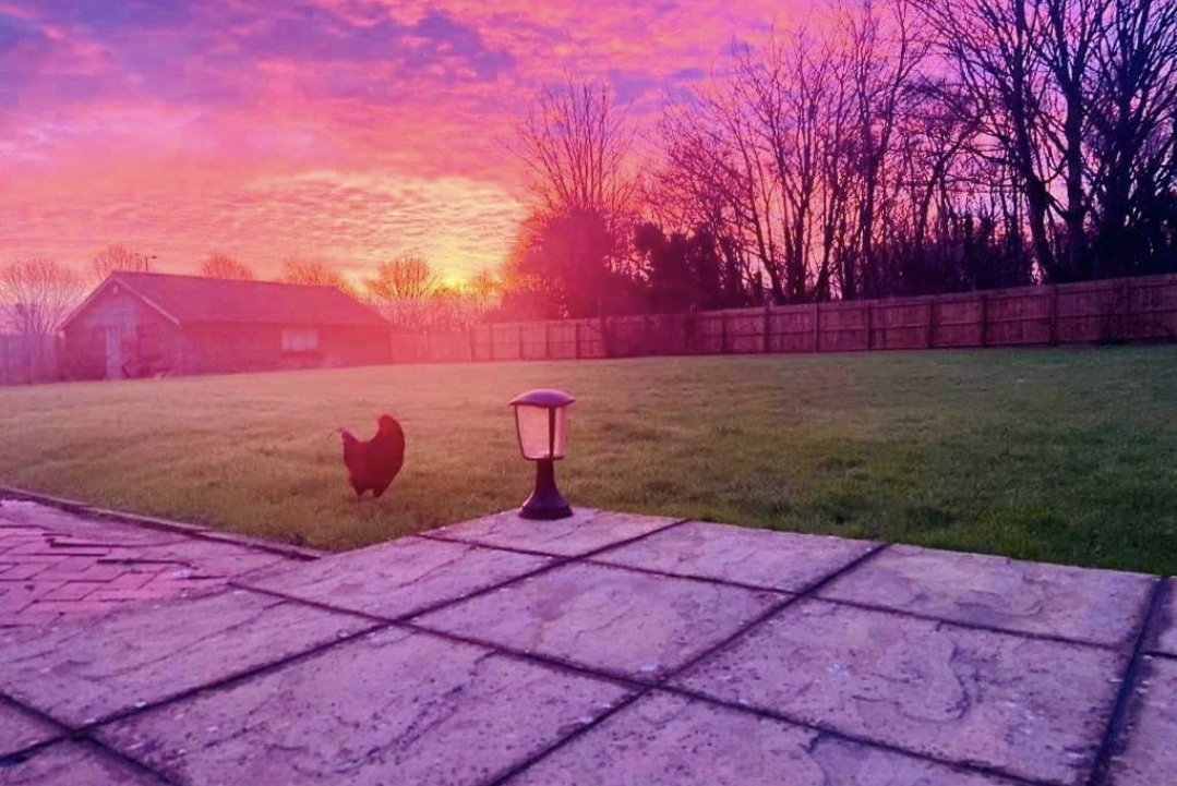 What a stunning photo hey?

We were asked to help find a home for this boy he had been dumped and took up residence in a garden.

It's certainly tricky at present finding homes with the AI lockdown

We have a wonderful supporter who  offered him a home

#rehome #cockerel #rescue