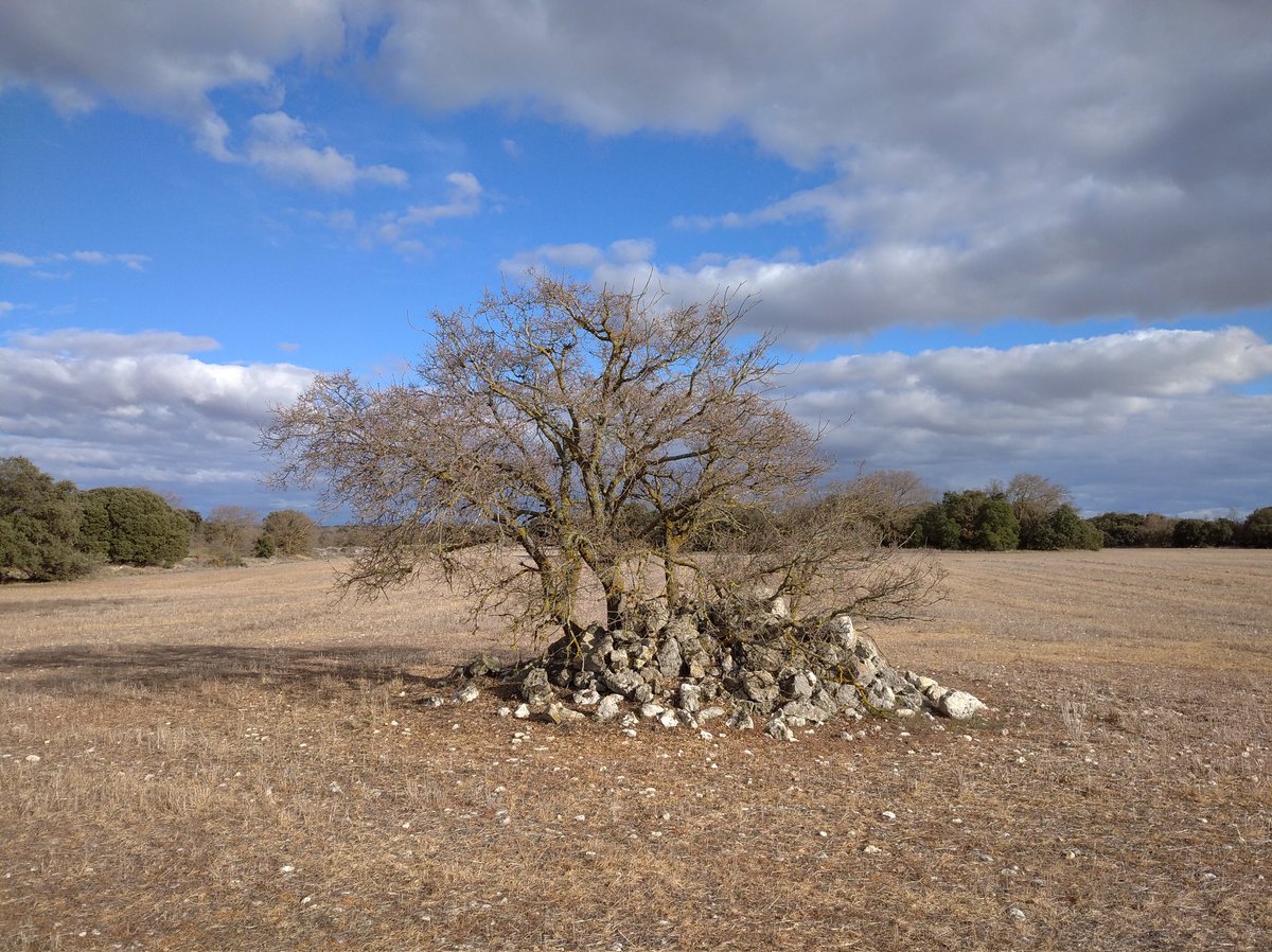 edufor_'s tweet photo. Páramo de La Tiñosa, en Vertavillo, (#Palencia), a 904 m sobre el nivel del mar. Chozos, corrales, campos de cultivo y #BosquesMixtos de encina y quejigo que un día fueron la despensa de #leña del municipio. https://t.co/3z5eoEYJE2
