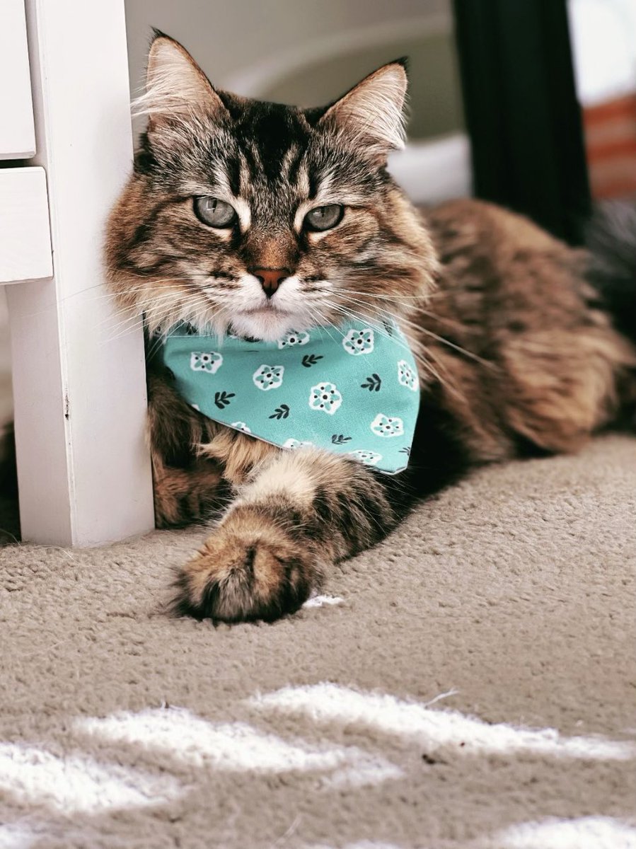 TwistedDaisyG's tweet photo. Shop my pet accessory sale: 10% off. #etsy #shopsmall #etsyfinds #pets #petaccessories  https://t.co/waIHIuxIqI https://t.co/xYNzGgpexr