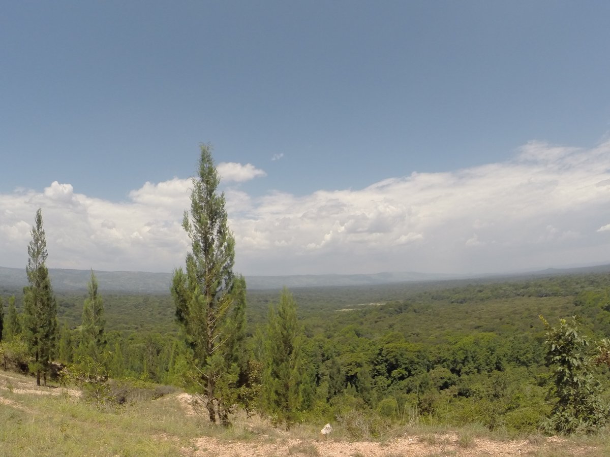 PhotosForTrees's tweet photo. #Koru #Muhoroni #KakamegaForest #Endebess
#tembeakenya https://t.co/fyfsnwSQCe