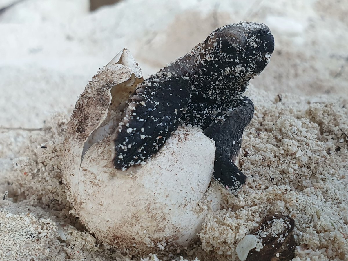 joinbeacheco's tweet photo. ποΈ$BEACHποΈ
Did you know 100,000 animals die from entanglement each year? And those are only the animals we find...
Join https://t.co/Hzxlwvtw1W and #DoGoodWithEveryTransaction
#DeFi #Crypto #NFTs #CleanOceans #ClimateAction #BlueCarbon #Metaverse #OceanSummit https://t.co/ro3qn5rLTV