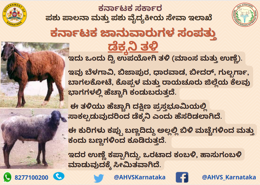 AHVS_Karnataka's tweet photo. ಕರ್ನಾಟಕ ಜಾನುವಾರುಗಳ ಸಂಪತ್ತು - ಡೆಕ್ಕನಿ ತಳಿ.

#Sheepbreed #Deccani https://t.co/nFyx0Blli0