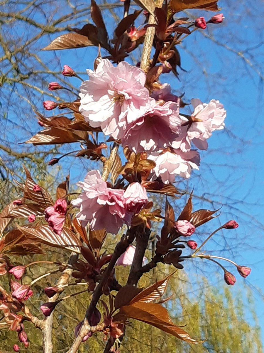 Neighbo57332119's tweet photo. #Sundayvibes can't wait to see the gardens in bloom after last year display. Not a gardener I just enjoy having a go 🤣😂 #TreePlanter #Bulbs #Garlic #Resources after permission to maintain #protectedtree #HunterGatherer
Link 👇 https://t.co/2PA9WO67sL https://t.co/apxIkXmMO3