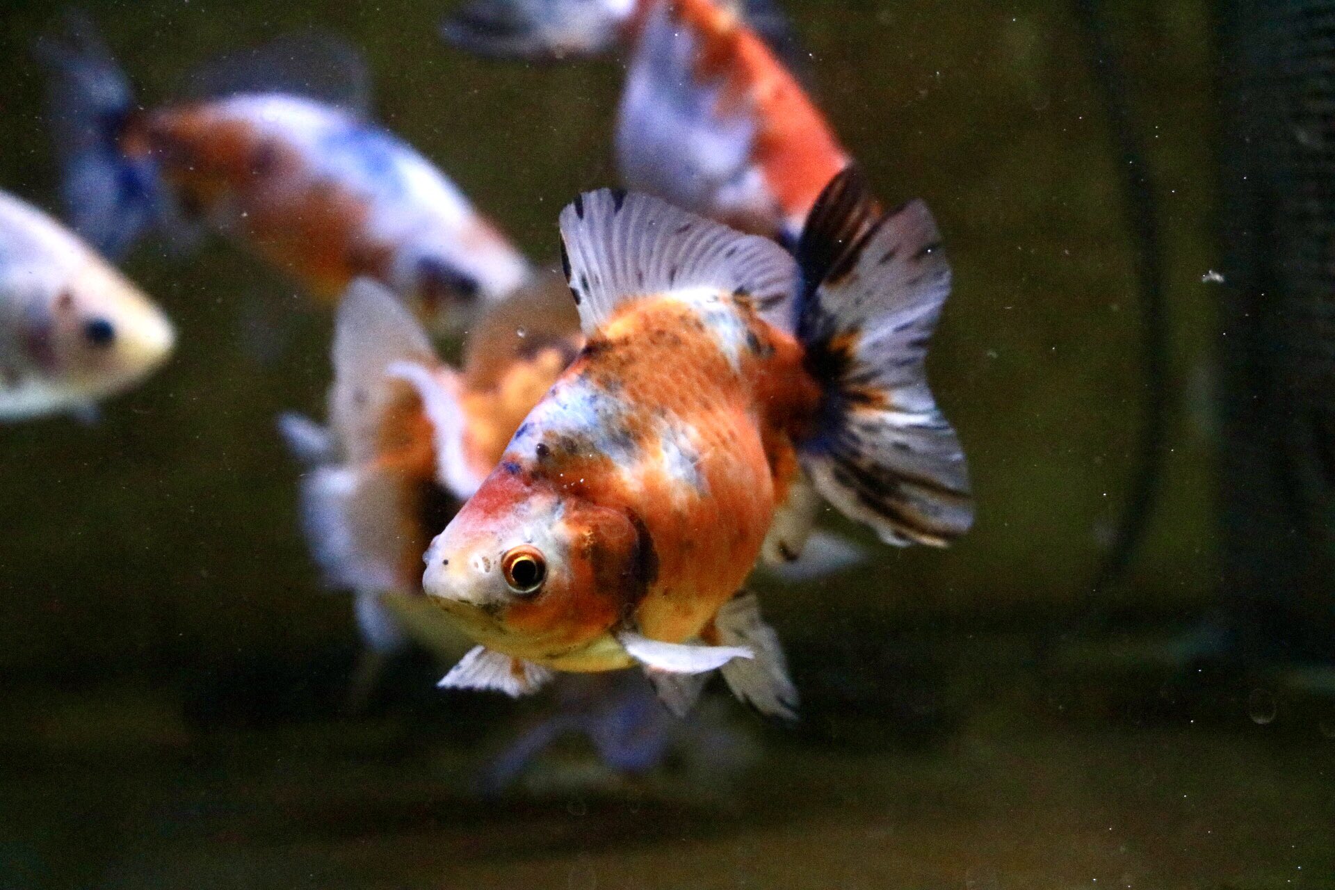 ほりいとと 金魚 Horiitoto Twitter