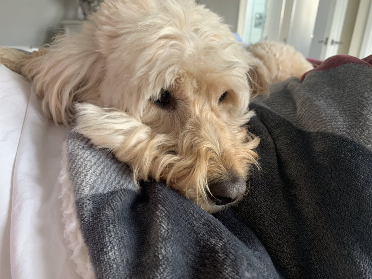 Since testing positive for #Covid This girl has not left my side. I’ve renamed her ‘Shadow’ #CovidIsNotOver #Omicron #coronavirus