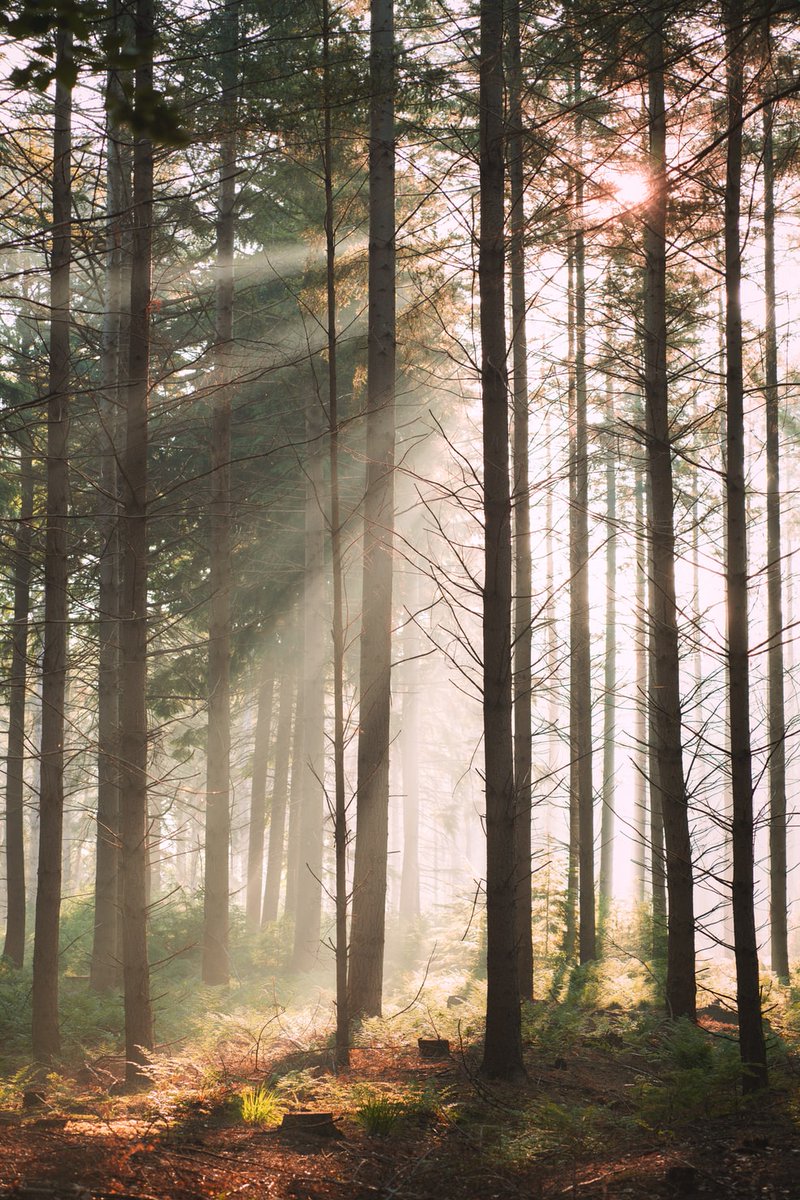 helena_mar19's tweet photo. Sunlight https://t.co/5i04BjPeBD