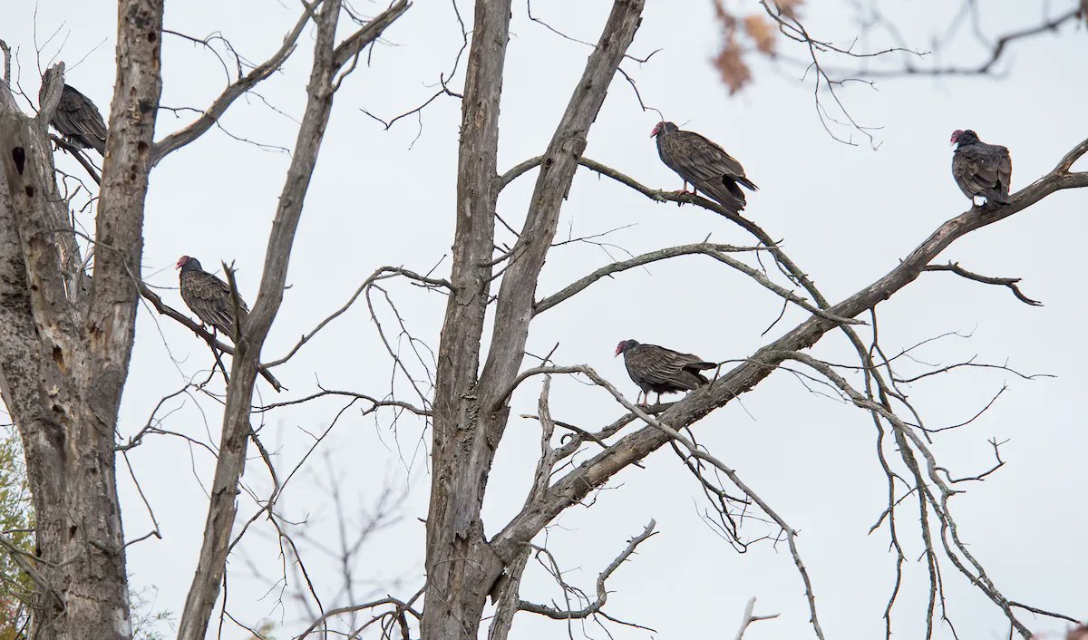clevemetroparks's tweet photo. The #buzzards are back! Traditionally on March 15, visitors flock to the Buzzard Roost in Hinckley Reservation to look for turkey vultures. What time will we see the first turkey vulture? Join the Official Buzzard Spotter, &amp; keep your eye towards the sky! 🐦 #FindYourPath https://t.co/a5Ak4V5i67