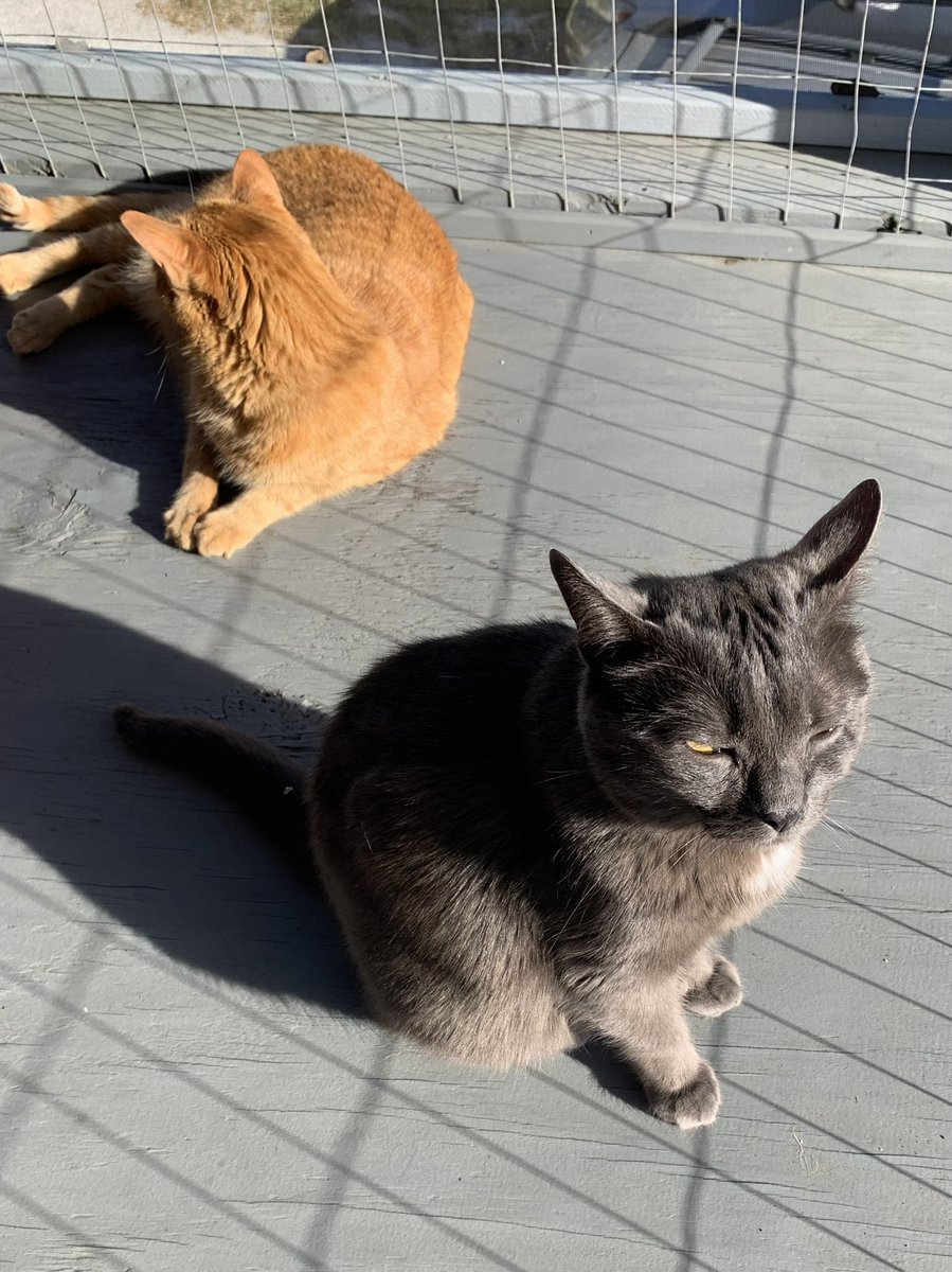 mcgeeforrestcat's tweet photo. good morning 🧡 https://t.co/e77b2zIzxB