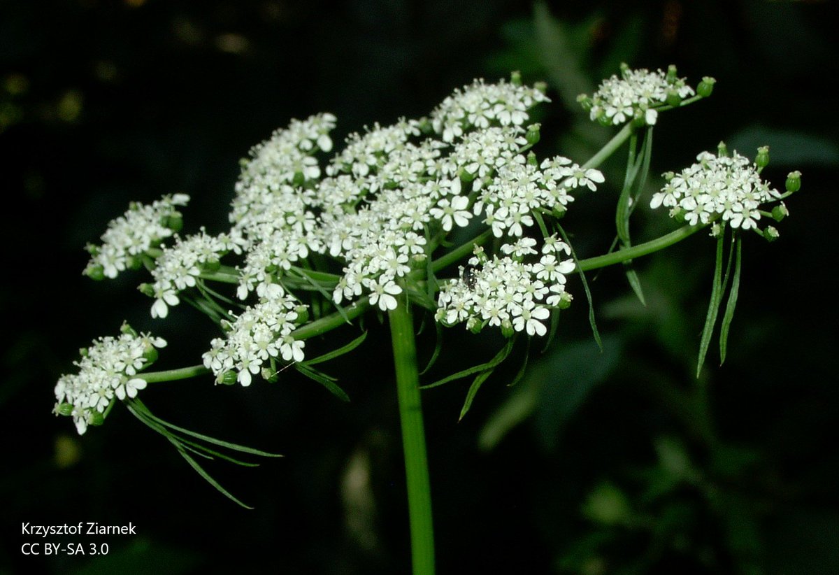 BUCBotany's tweet photo. Today's #Stace4 is the only species in its genus. Smells unpleasant when crushed. Dangling green bracteoles beneath the groups of little white flowers. No bracts. So, what is the name of the plant, and how do you tell a bract from a bracteole?? 1/2 https://t.co/8VPnjsyLXw