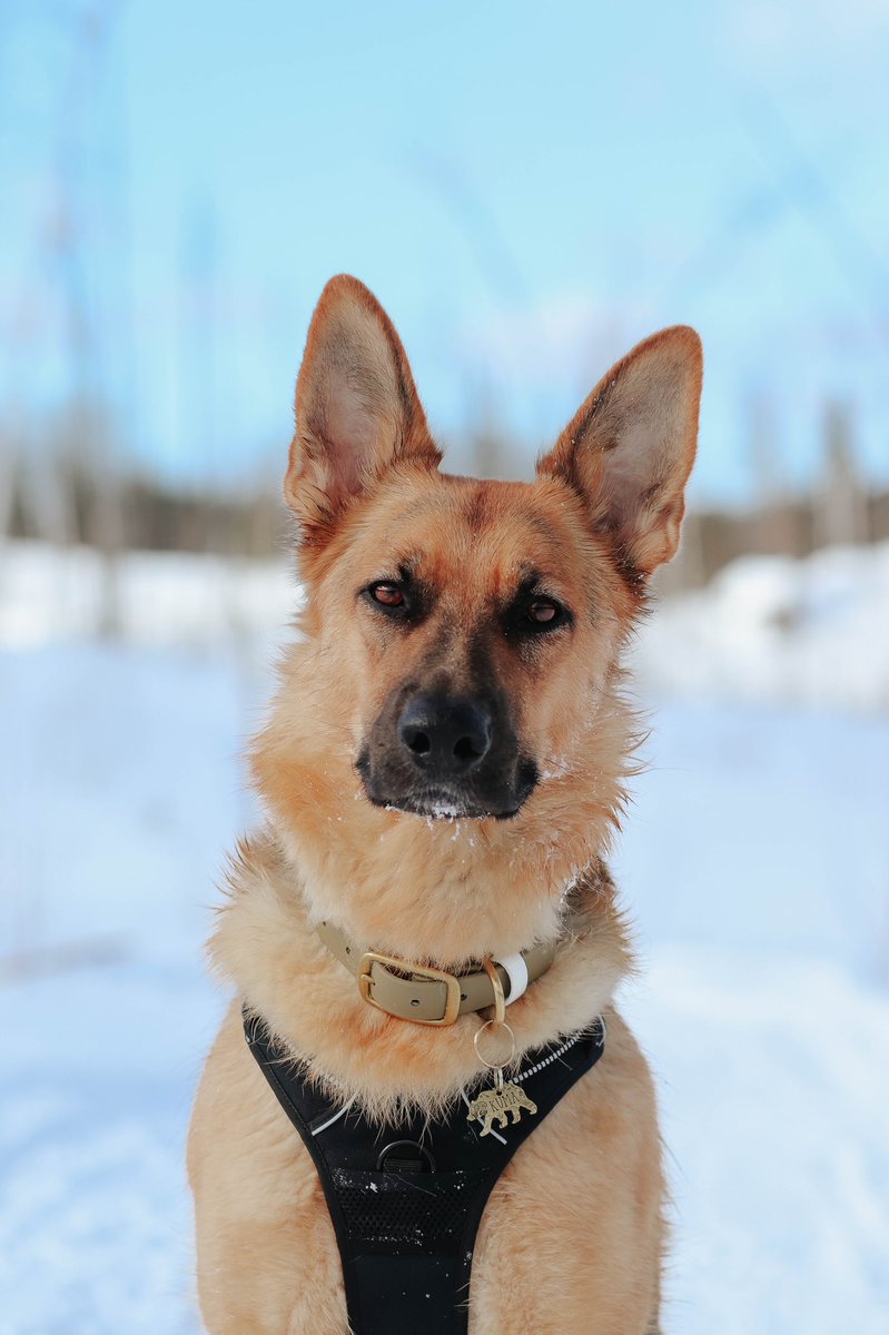 I don't like Twitter much, but I can't believe Instagram is going to cut that.

#twitterdogcommunity #dogsoftwitter #twitter #preview